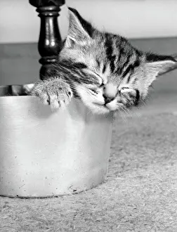Saucepan: Tabby kitten in a saucepan