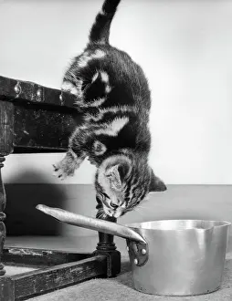 Saucepan: Tabby kitten and saucepan