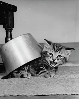 Complaining: Tabby kitten under a saucepan