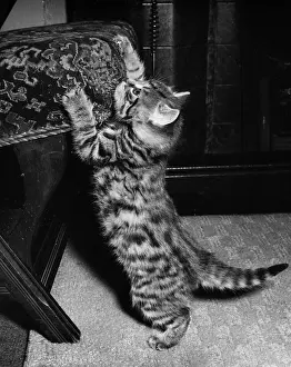 Upholstery: Tabby kitten sharpening its claws on a chair