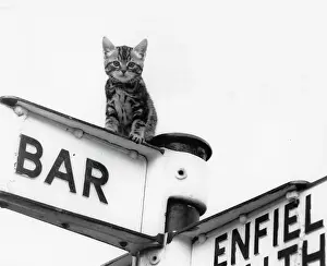 Enfield: Tabby kitten on top of a signpost