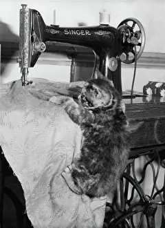 Reel: Tabby kitten with Singer sewing machine