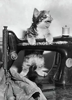 Reel: Tabby kitten with Singer sewing machine
