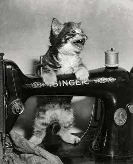 Reel: Tabby kitten with Singer sewing machine