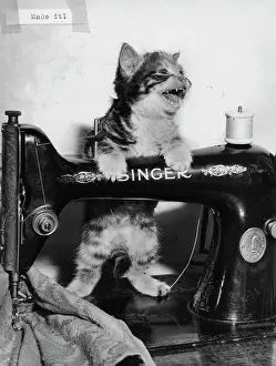 Reel: Tabby kitten with Singer sewing machine