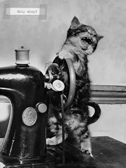 Reel: Tabby kitten with Singer sewing machine