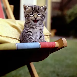 Deckchair: Tabby kitten sitting on a deckchair