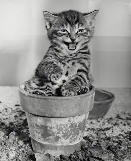 Plantpot: Tabby kitten sitting in a plantpot