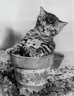 Plantpot: Tabby kitten sitting in a plantpot