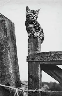 Gatepost: Tabby kitten sitting on a wooden gatepost