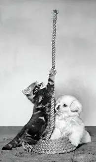 Coil: Tabby kitten, small white puppy and coil of rope