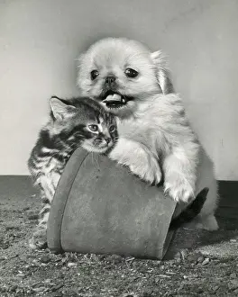 Plantpot: Tabby kitten, small white puppy and a plantpot