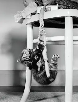 Sausages: Tabby kitten with string of sausages