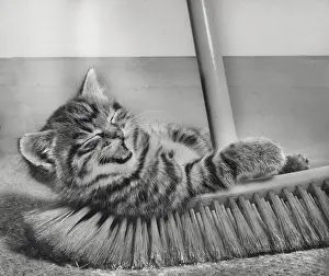 Bristles: Tabby kitten and sweeping brush