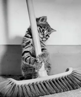 Bristles: Tabby kitten and sweeping brush