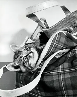 Tartan: Tabby Kitten in a tartan bag