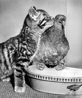 Pigeon: Tabby kitten and wood pigeon