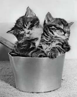 Saucepan: Two tabby kittens asleep in a saucepan