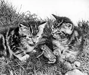 Tabby: Two tabby kittens and a frog