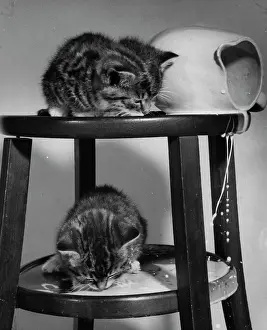Drip: Two tabby kittens with jug of spilt milk