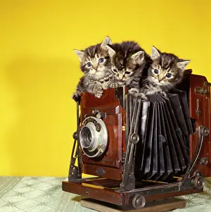 Concertina: Three tabby kittens on top of an old camera
