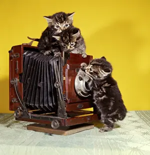 Concertina: Three tabby kittens with an old camera