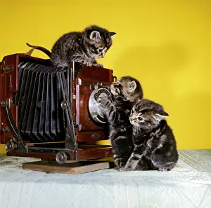 Concertina: Three tabby kittens with an old camera