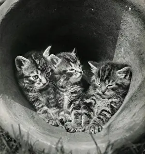 Plantpot: Three tabby kittens in a plantpot