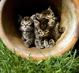 Plantpot: Three tabby kittens in a plantpot