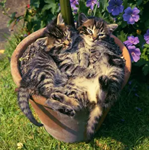 Plantpot: Two tabby kittens in a plantpot