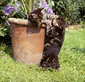 Plantpot: Two tabby kittens with a plantpot