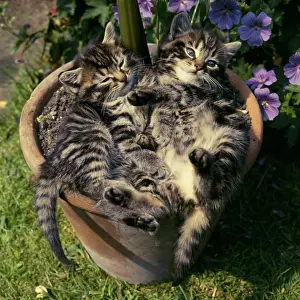 Plantpot: Two tabby kittens in a plantpot