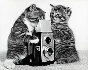 Tabby: Two Tabby Kittens play with a Kodak Brownie Reflex 20 camera