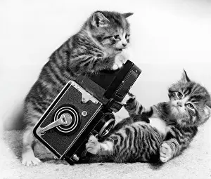 Rolleiflex: Two tabby kittens playing with a camera
