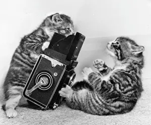 Rolleiflex: Two tabby kittens playing with a camera