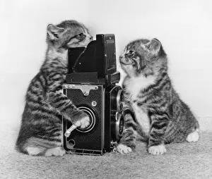 Rolleiflex: Two tabby kittens playing with a camera