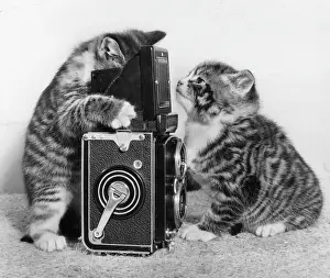 Rolleiflex: Two tabby kittens playing with a camera