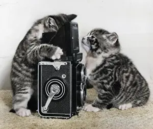 Rolleiflex: Two tabby kittens playing with a camera