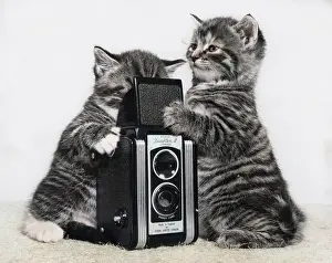 Kodak: Two tabby kittens playing with a camera