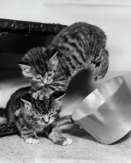 Saucepan: Two tabby kittens playing with a saucepan