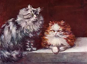 Persians: TABBY/ORANGE PERSIANS