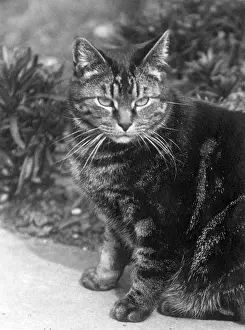 Handsome: TABBY OUTSIDE