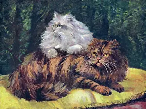 Persians: TABBY/SILVER PERSIANS