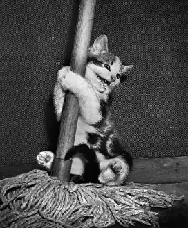 Mops: Tabby and white kitten with a mop