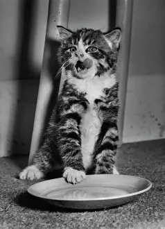 Lick: Tabby and white kitten with empty saucer