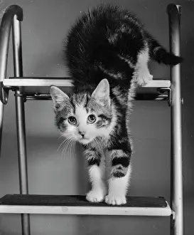 Stepladder: Tabby and white kitten on a stepladder