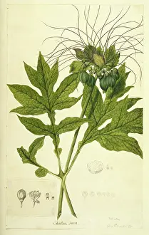 Endeavour: Tacca leontopetaloides, Indian arrowroot
