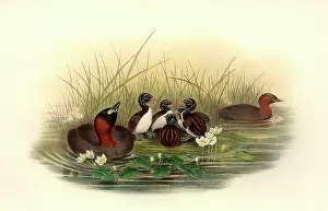 Podiceps: Tachybaptus ruficollis, little grebe