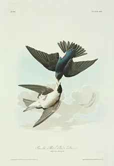 Bicolor: Tachycineta bicolor, tree swallow