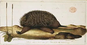 Anteater: Tachyglossus aculeatus, short-nosed echidna